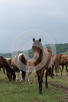 Horse on field