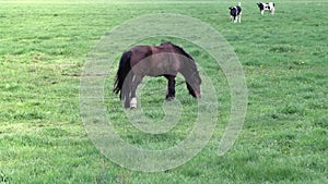 horse in a field surrounded by scenic nature of Iceland. The Icelandic horse is a breed of horse developed in Iceland.