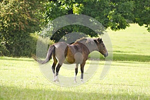 Horse in a field swishing its tail