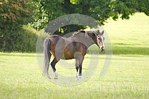 Horse in a field swishing its tail