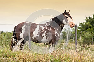 Horse in the field in uruguay