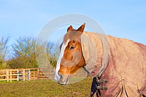 Horse in field wearing horse rug