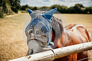 Horse on field wearing protection mask.