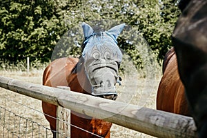 Horse on field wearing protection mask.