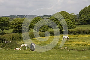 Horse in a field of yellow