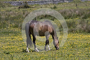 Horse in a field of yellow