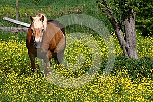 Horse in a field of yellow flowers.