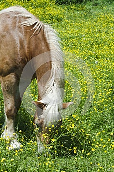 Horse in a field of yellow flowers.
