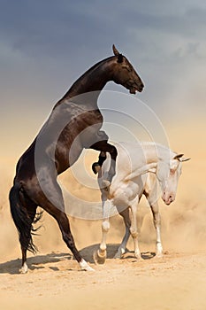 Horse fight in desert