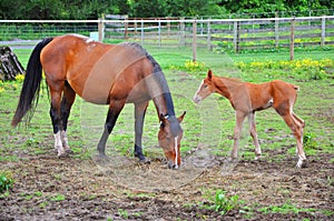 Horse and filly