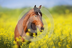 Horse in flowers