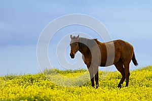 Horse between flowers photo