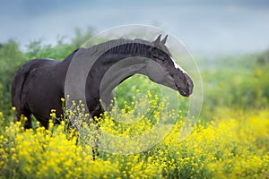 Un caballo en flores 