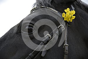 Horse with Flowers in Bridle photo