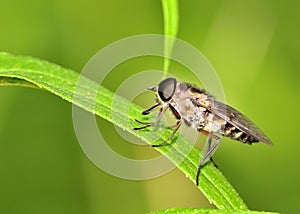 Horse Fly