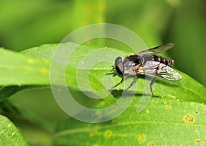 Horse Fly