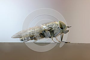Horse Fly