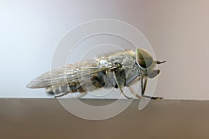 Horse Fly