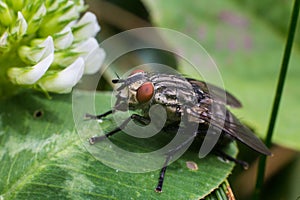 Horse Fly