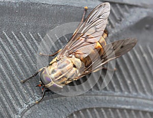 Horse fly