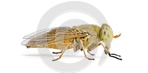 Horse-fly, against white background