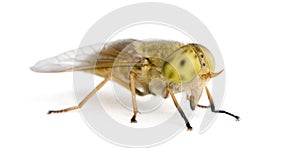 Horse-fly, against white background