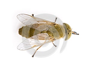 Horse-fly, against white background