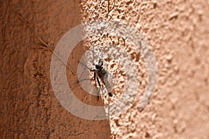 Horse Fly on brown wall macro