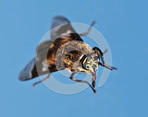 Horse fly eye