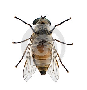 Horse fly in front of a white background