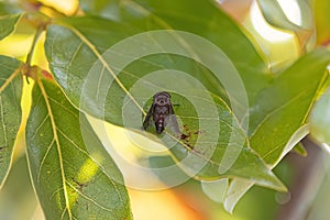 Horse Fly Insect