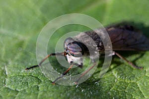 Horse Fly Insect