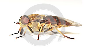 Horse Fly isolated