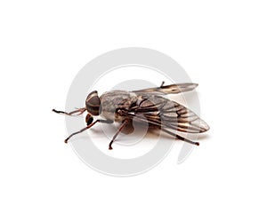 Horse Fly Isolated on a White Background