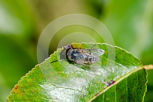 The horse fly on leaf of pear in garden