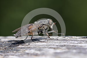 Horse fly in a macro shot