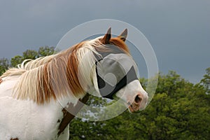 Horse in Fly Mask