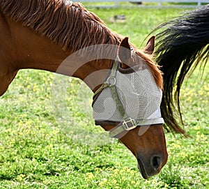 Horse Fly Mask