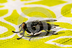 Horse Fly on Mat