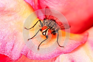 Horse fly on the pink flower