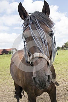 Horse with fly-proofing photo
