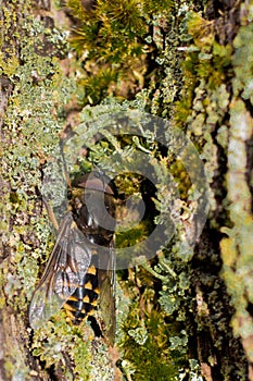 Horse fly resting in a tree