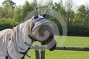 Horse with fly screen hood