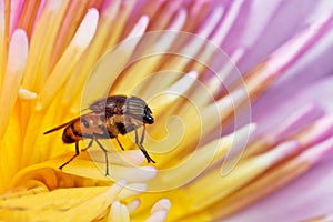 Horse fly stand over water lily