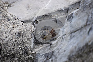 Horse fly on a Stone