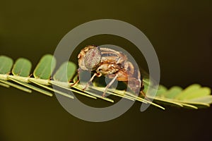 Horse fly, Tabanidae, Rayagad Odisha , India