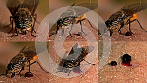 Horse-fly, Tabanidae which are full and satisfied.