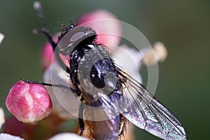 Horse fly - Tabanus bovinus - with dark red eyes on a flower