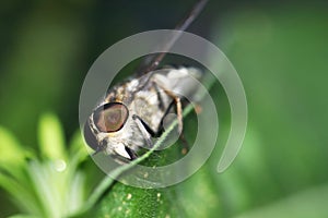 The horse fly- Tabanus sudeticus is one of the largest types of native horse flies