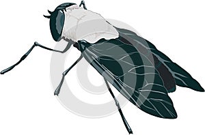 Horse Fly Vector Illustration